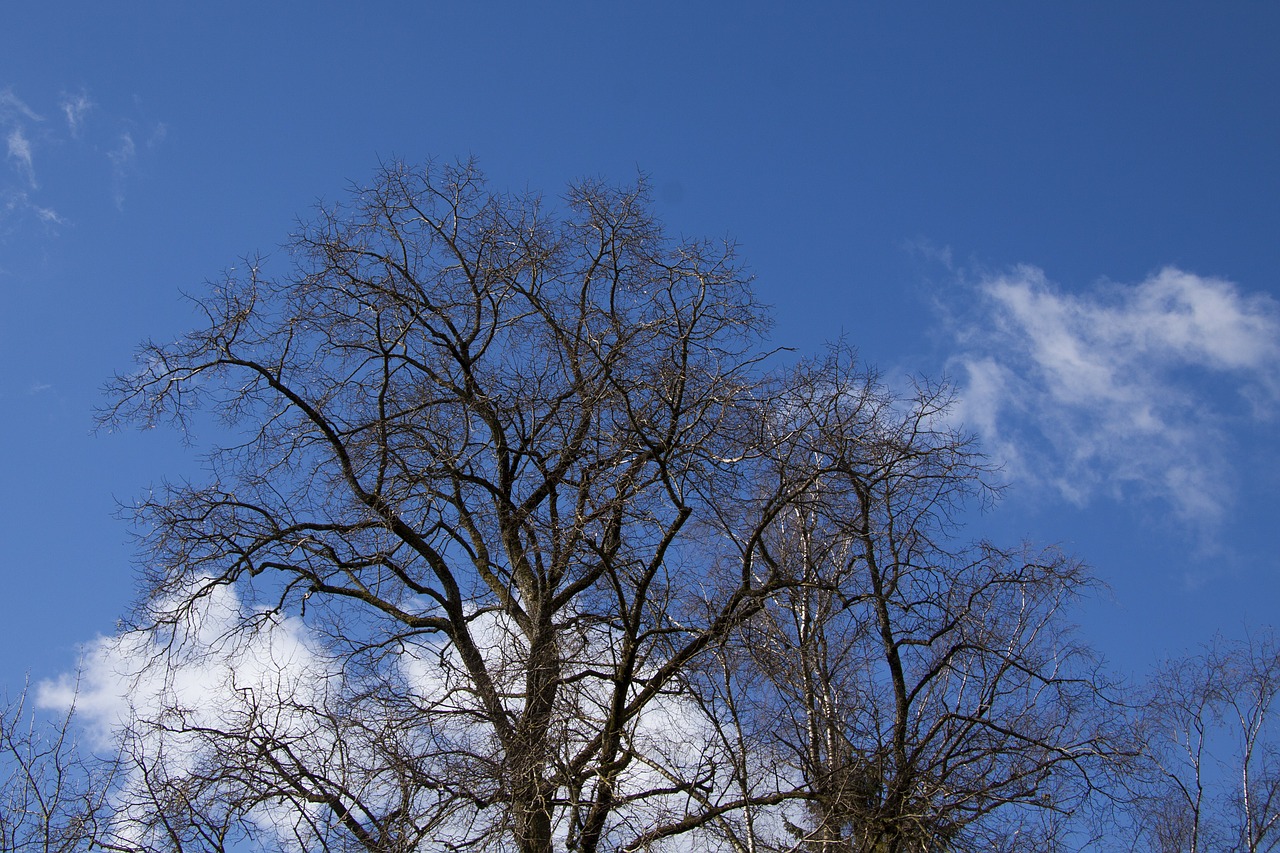 tree clouds sky free photo