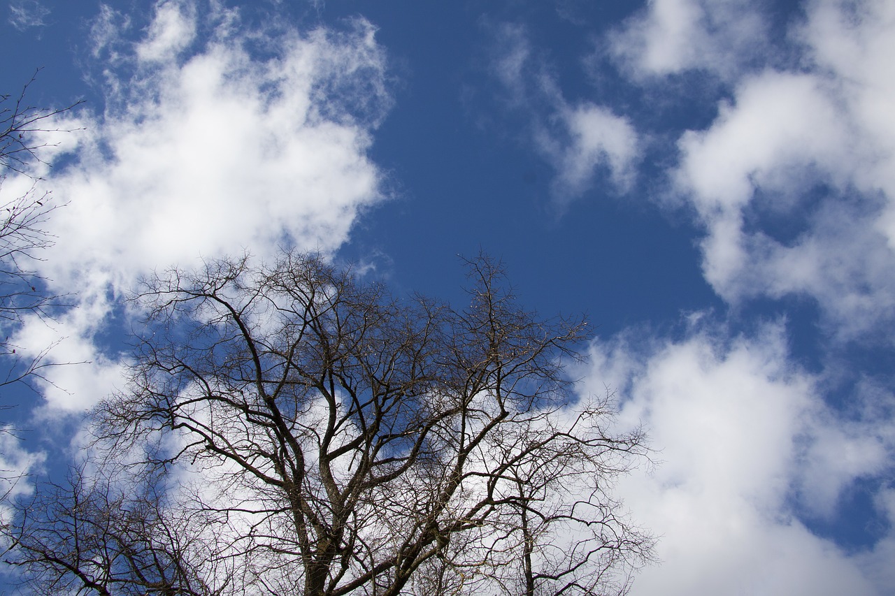 tree clouds sky free photo