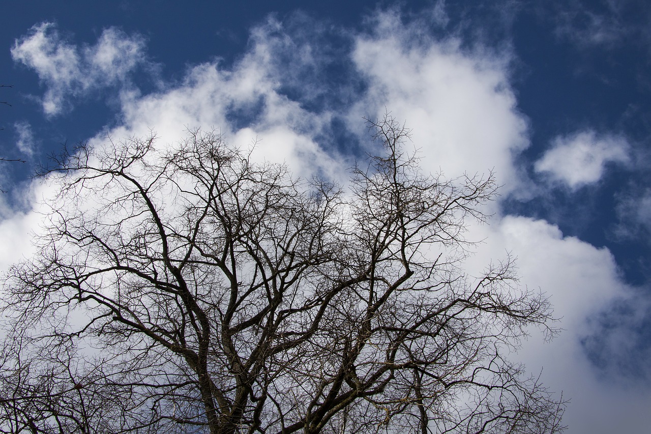 tree clouds sky free photo