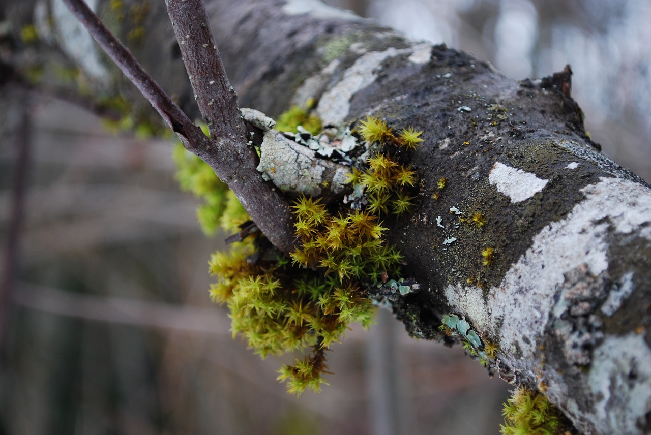 tree moss forest free photo