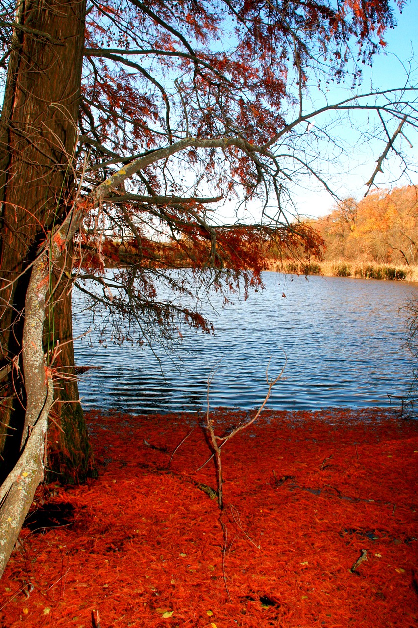 tree lake autumn free photo