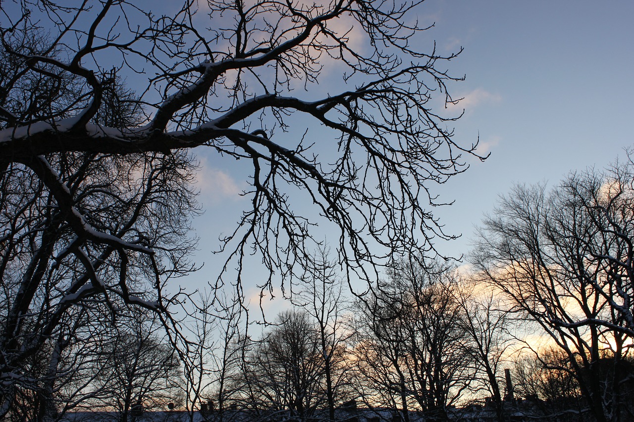 tree nature tree branch free photo