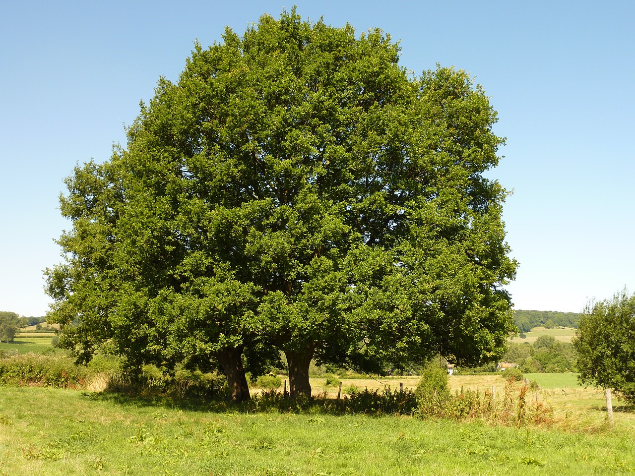 tree landscape nature free photo