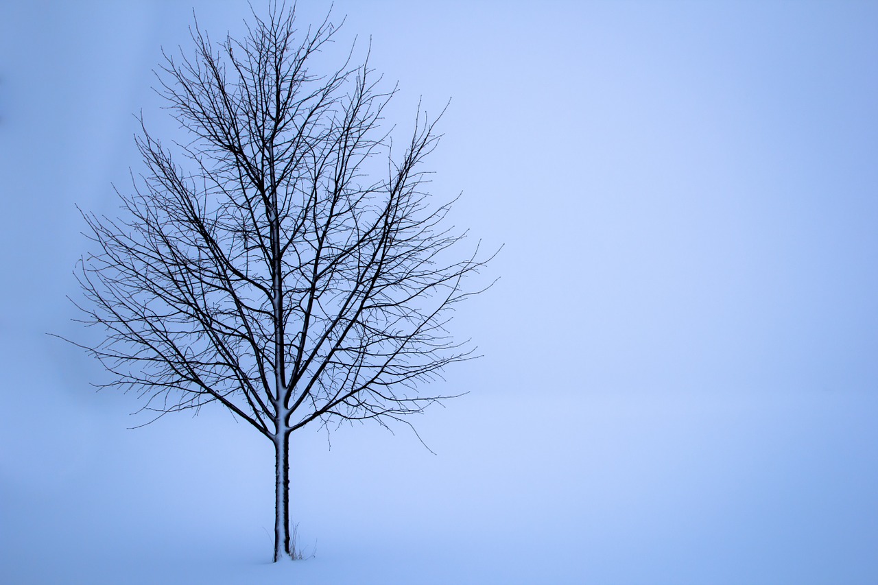 tree snow winter free photo