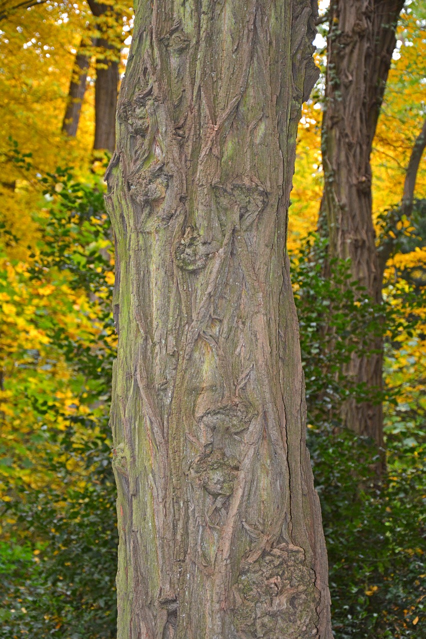 tree log autumn free photo