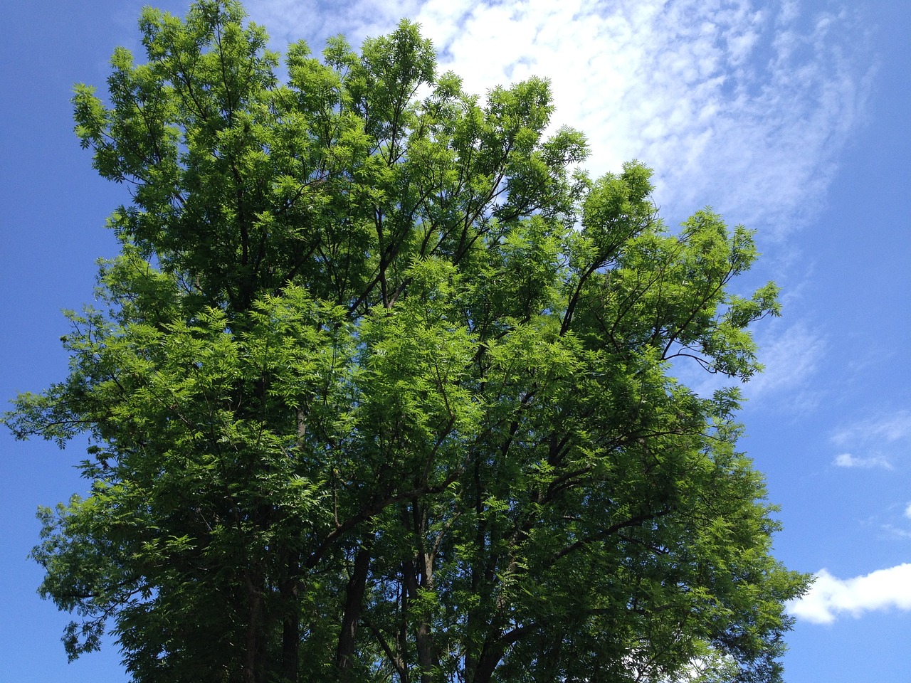 tree sky clouds free photo