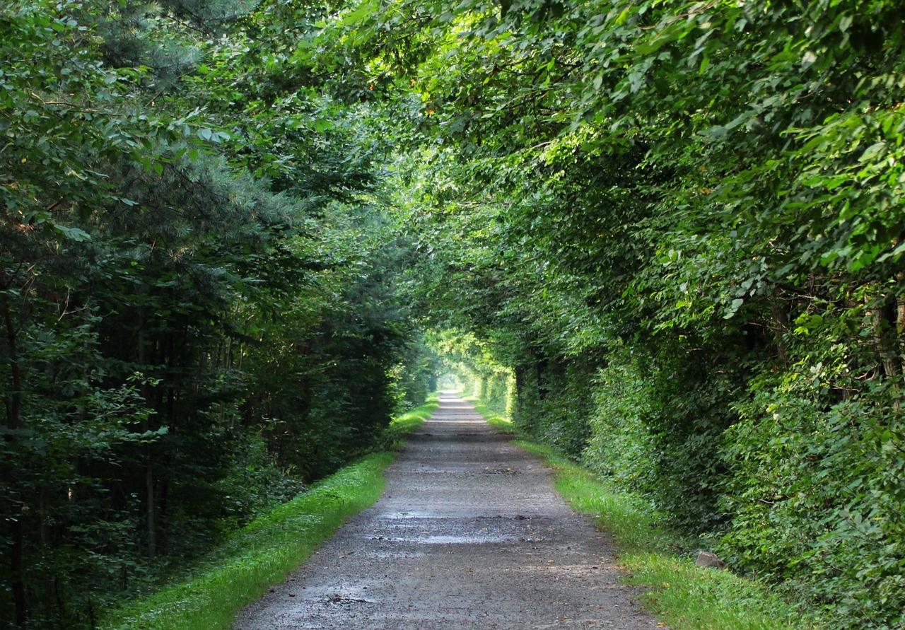 tree the path forests free photo