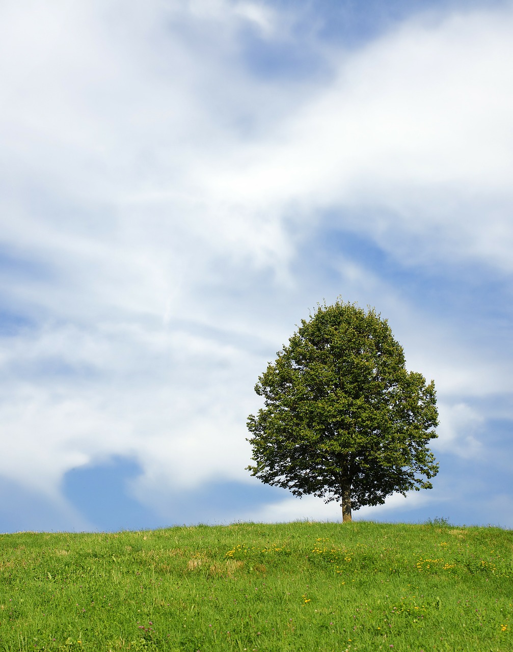 tree lonely meadow free photo