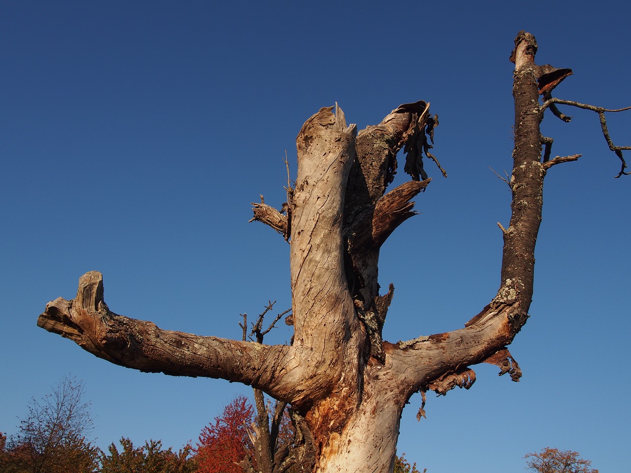 tree figure wood free photo