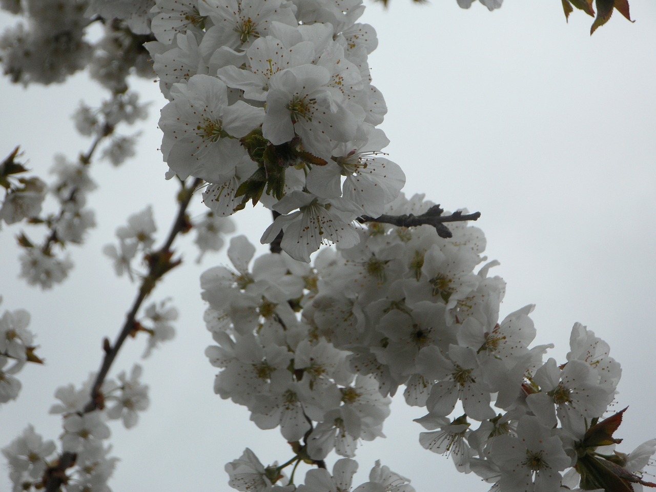 tree blossom bloom free photo