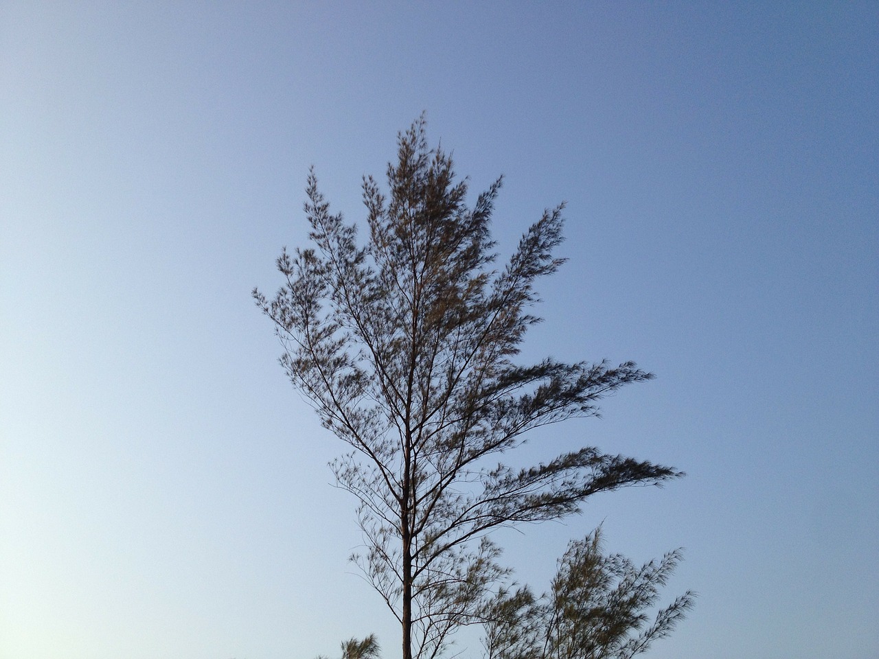 tree wind branches free photo