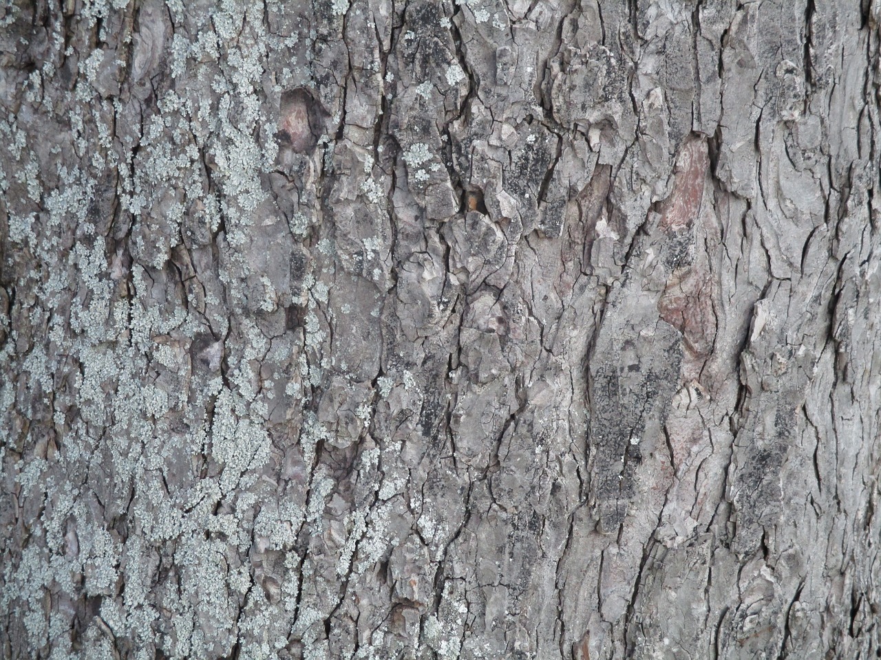 tree bark nature free photo