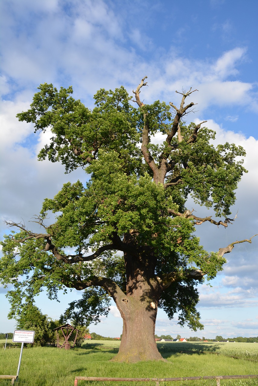 tree nature wood free photo