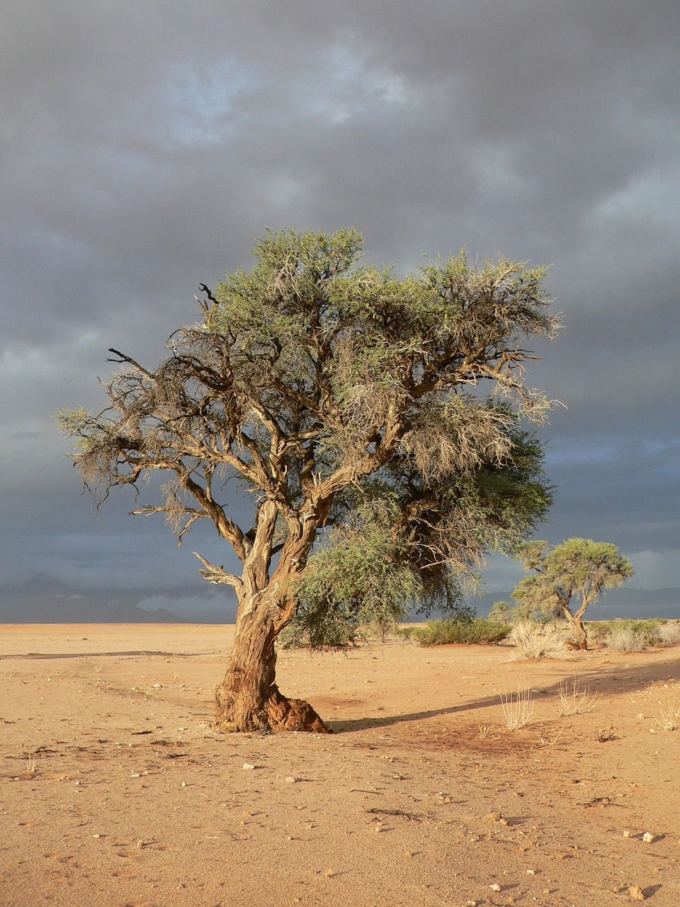 tree steppe drought free photo