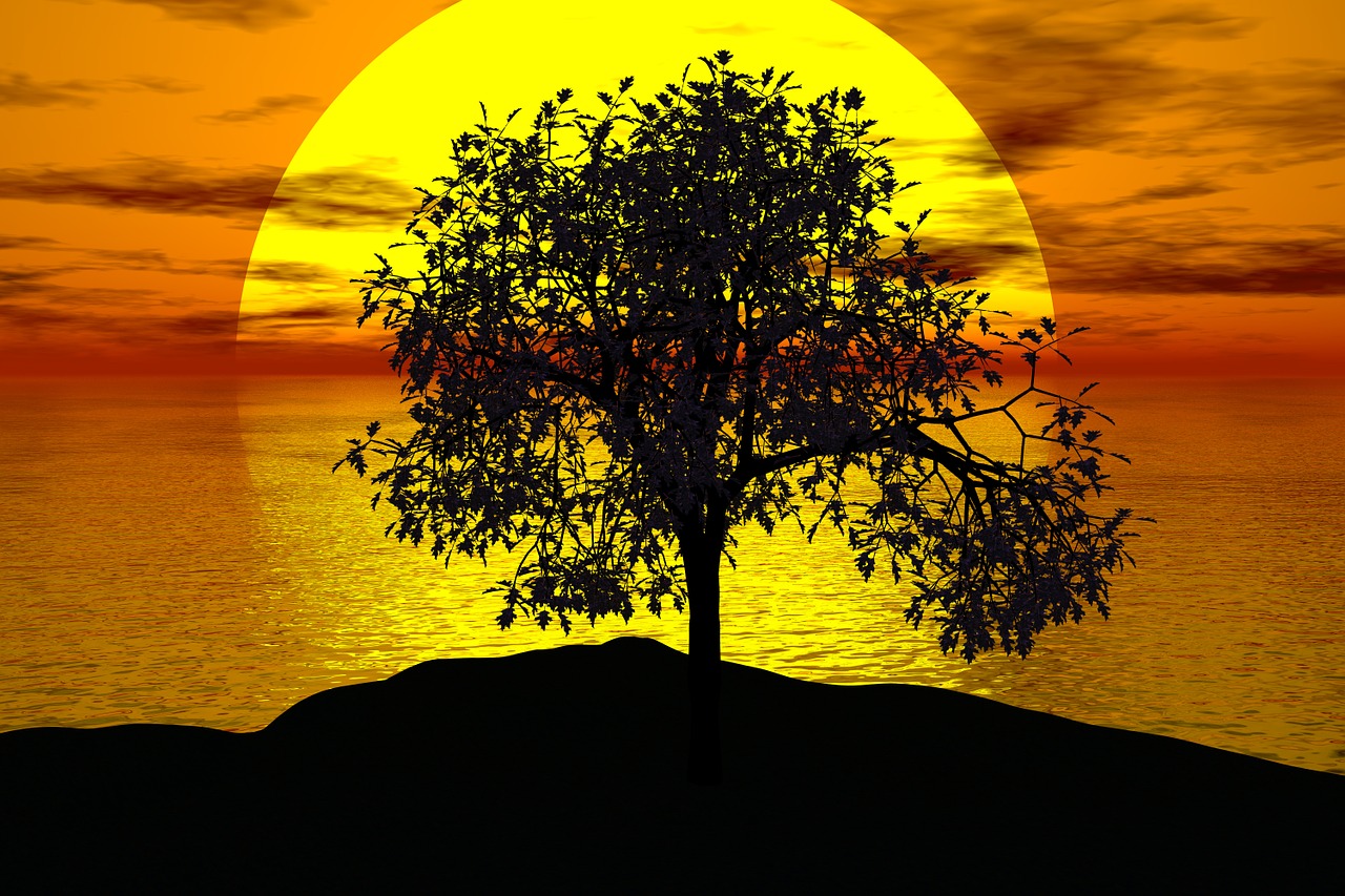 tree sunset sun free photo