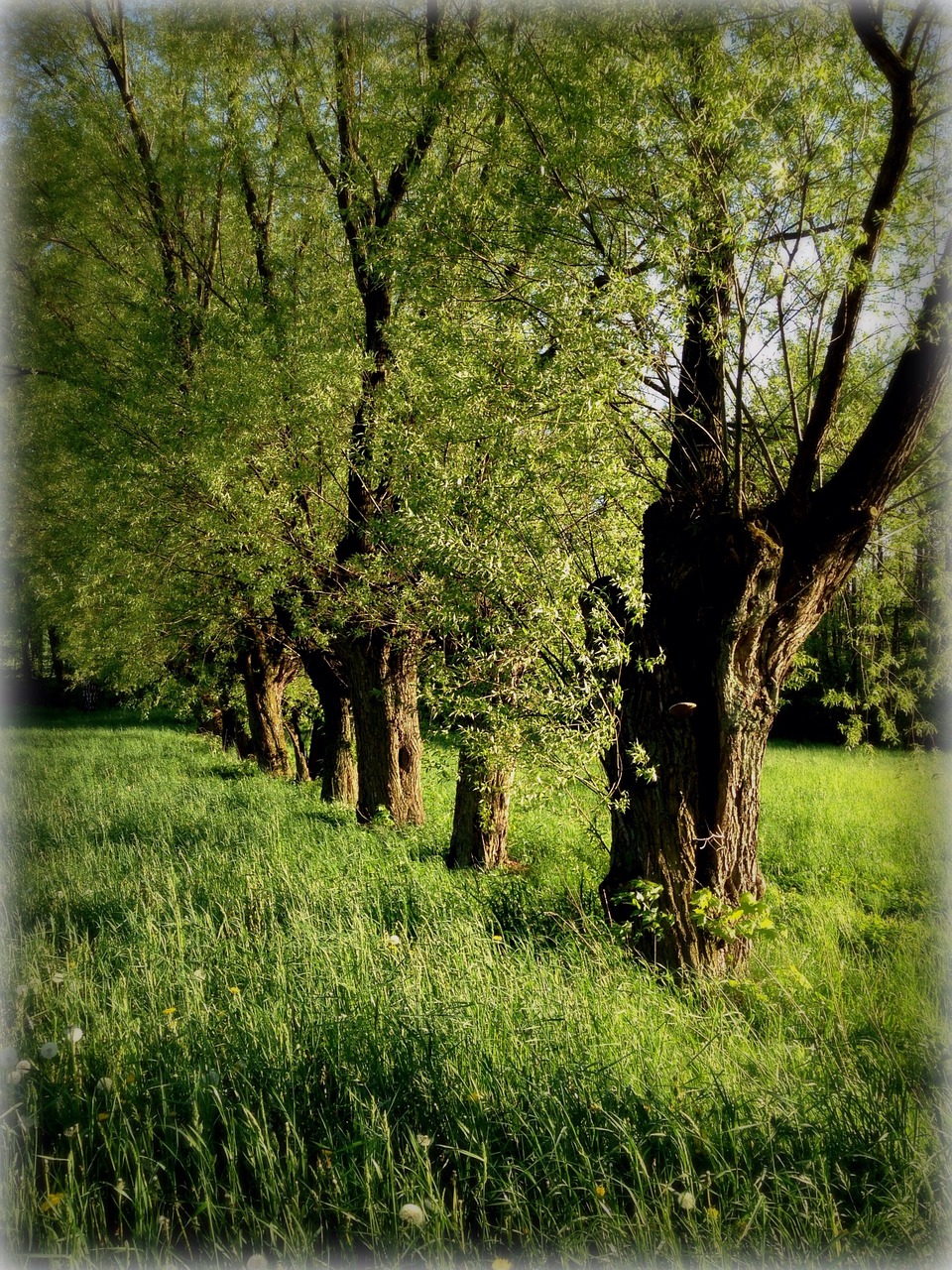 tree willow green free photo