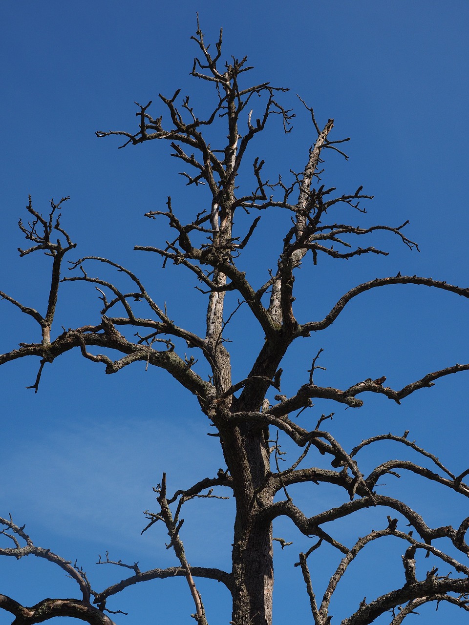 Tree,dead plant,dead,waldsterben,pear - free image from needpix.com