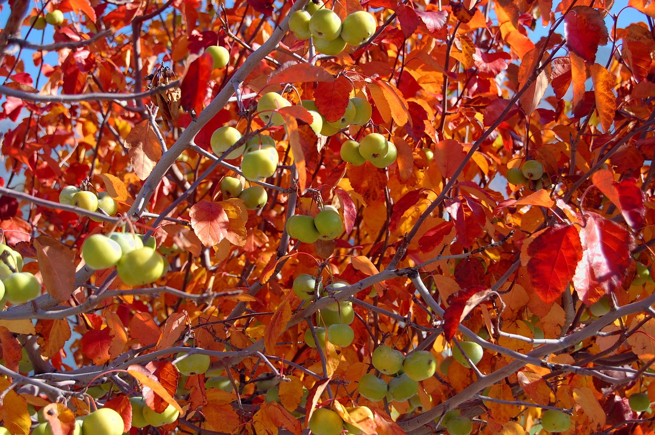 tree nature tree branches free photo