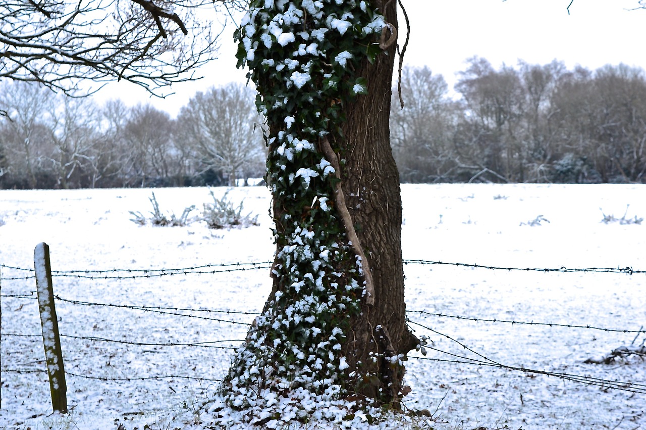 tree snow frost free photo