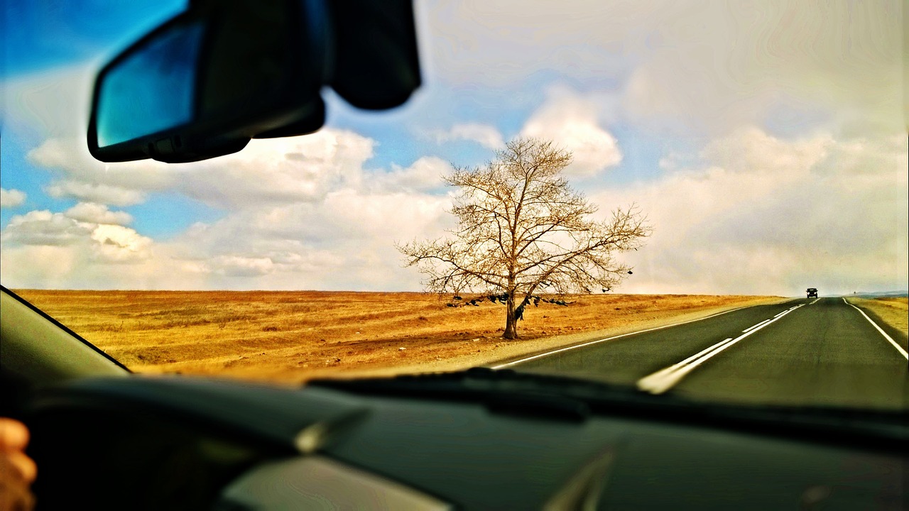 tree road steppe free photo