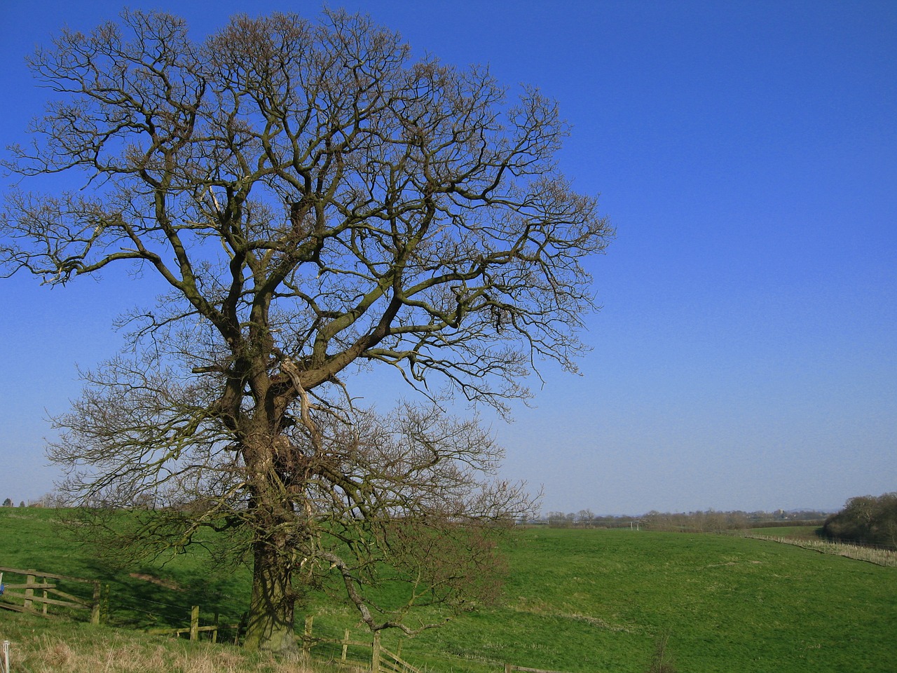 tree sky nature free photo