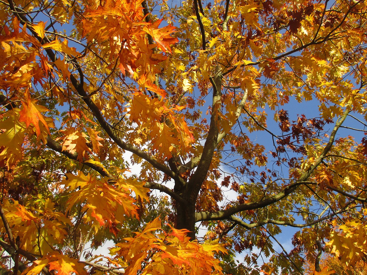 tree autumn leaves free photo