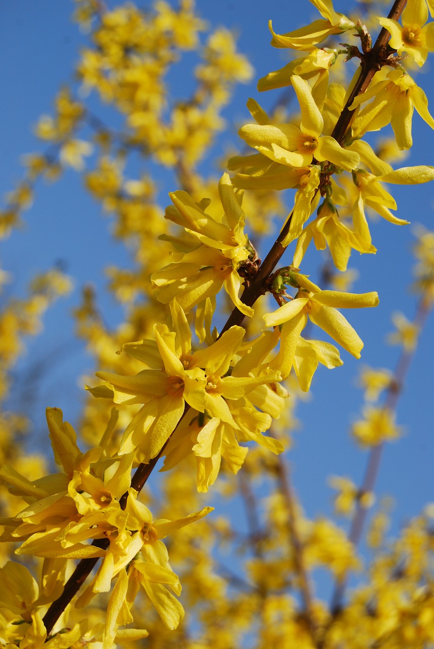 tree yellow flower yellow free photo