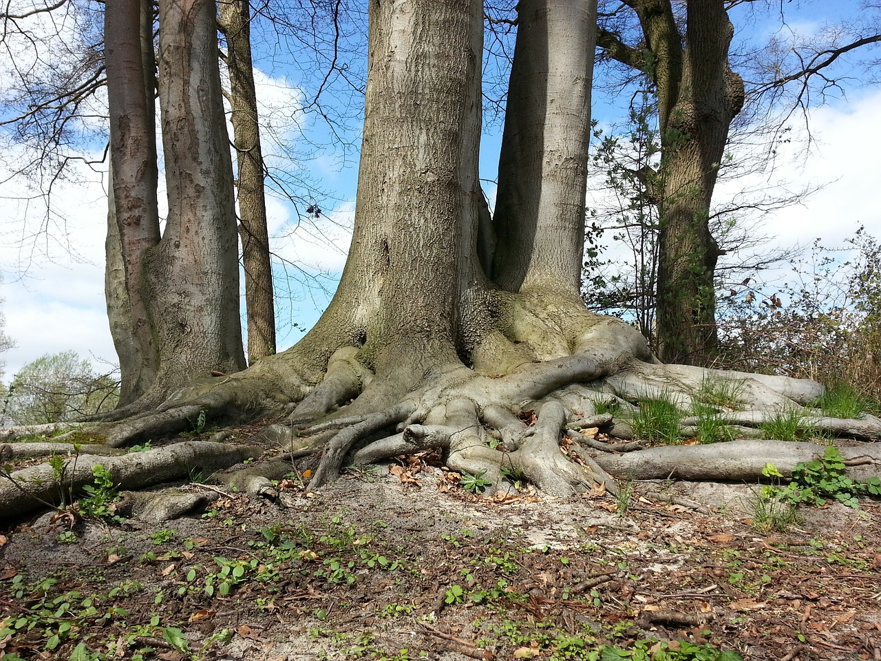 tree root forest free photo