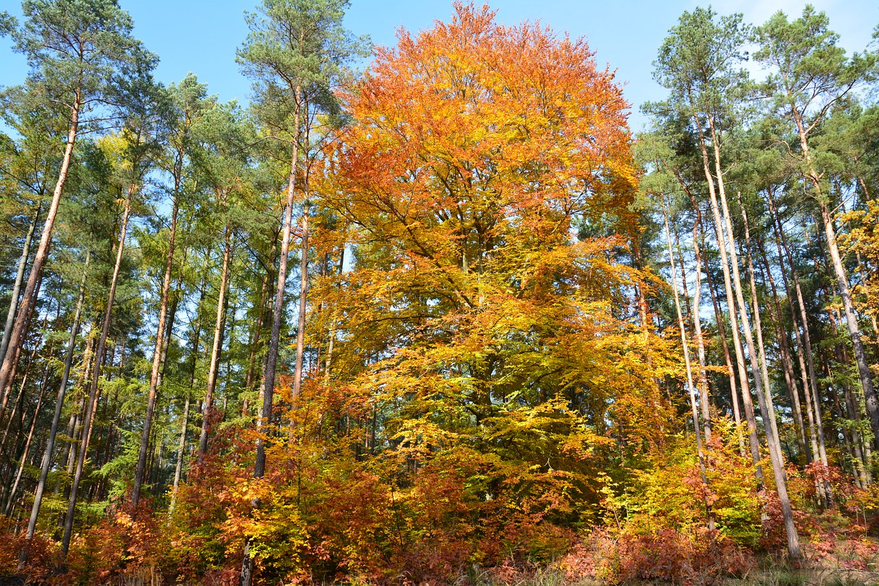 tree autumn forest free photo