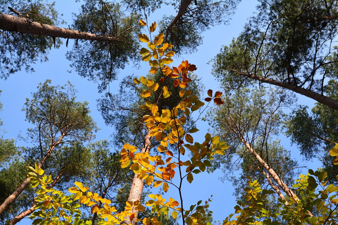 tree canopy autumn free photo