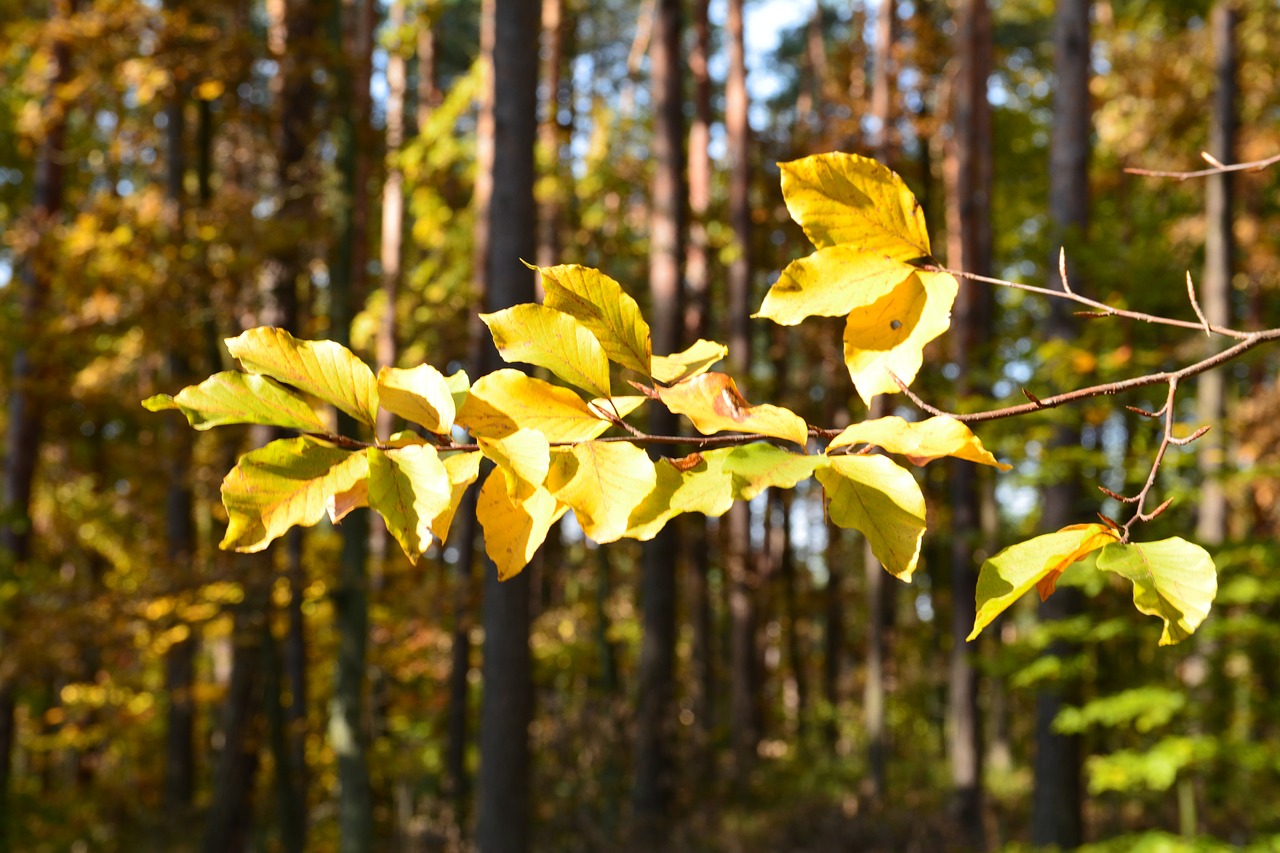 tree forest foliage free photo