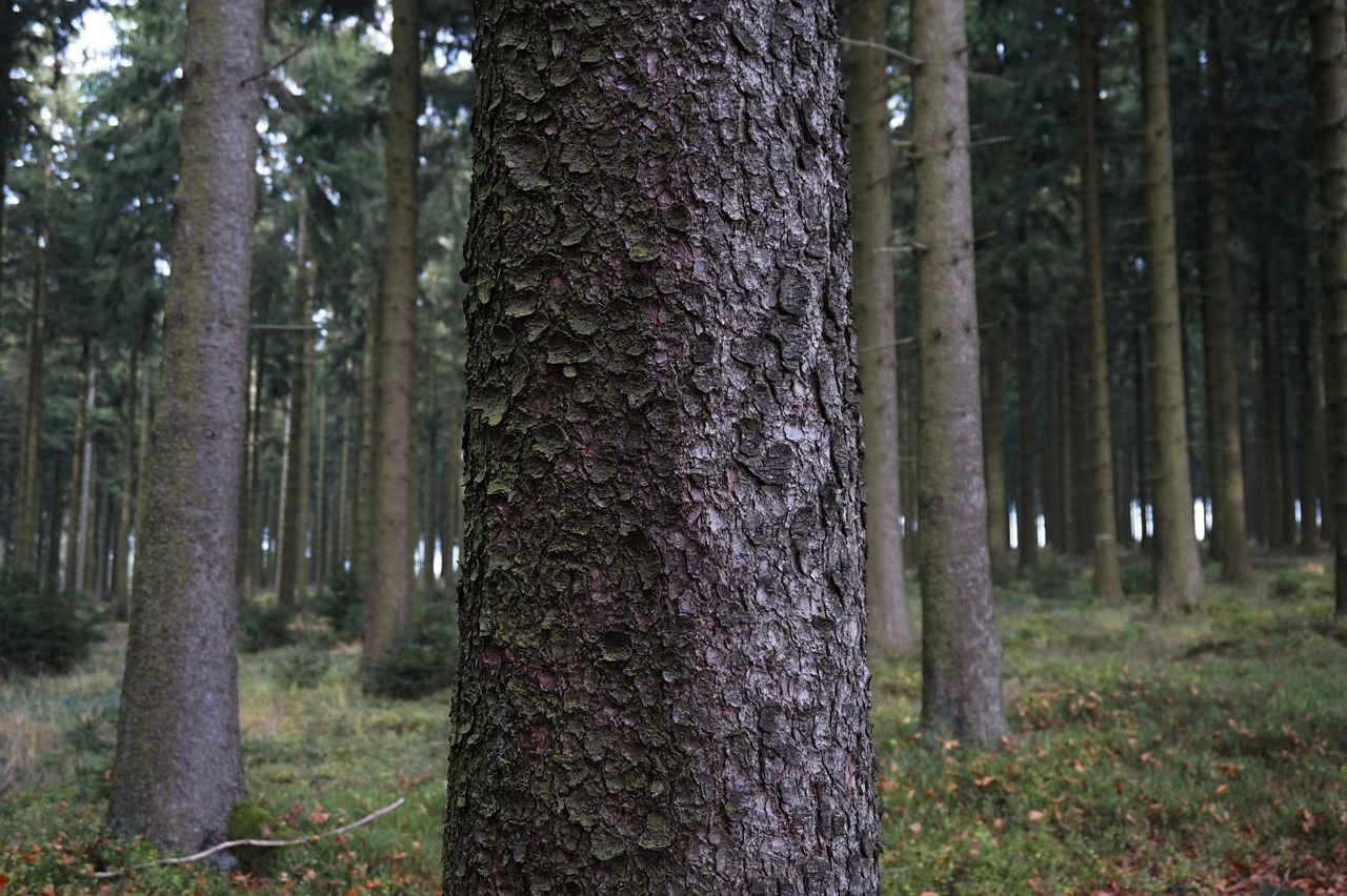 tree bark log free photo