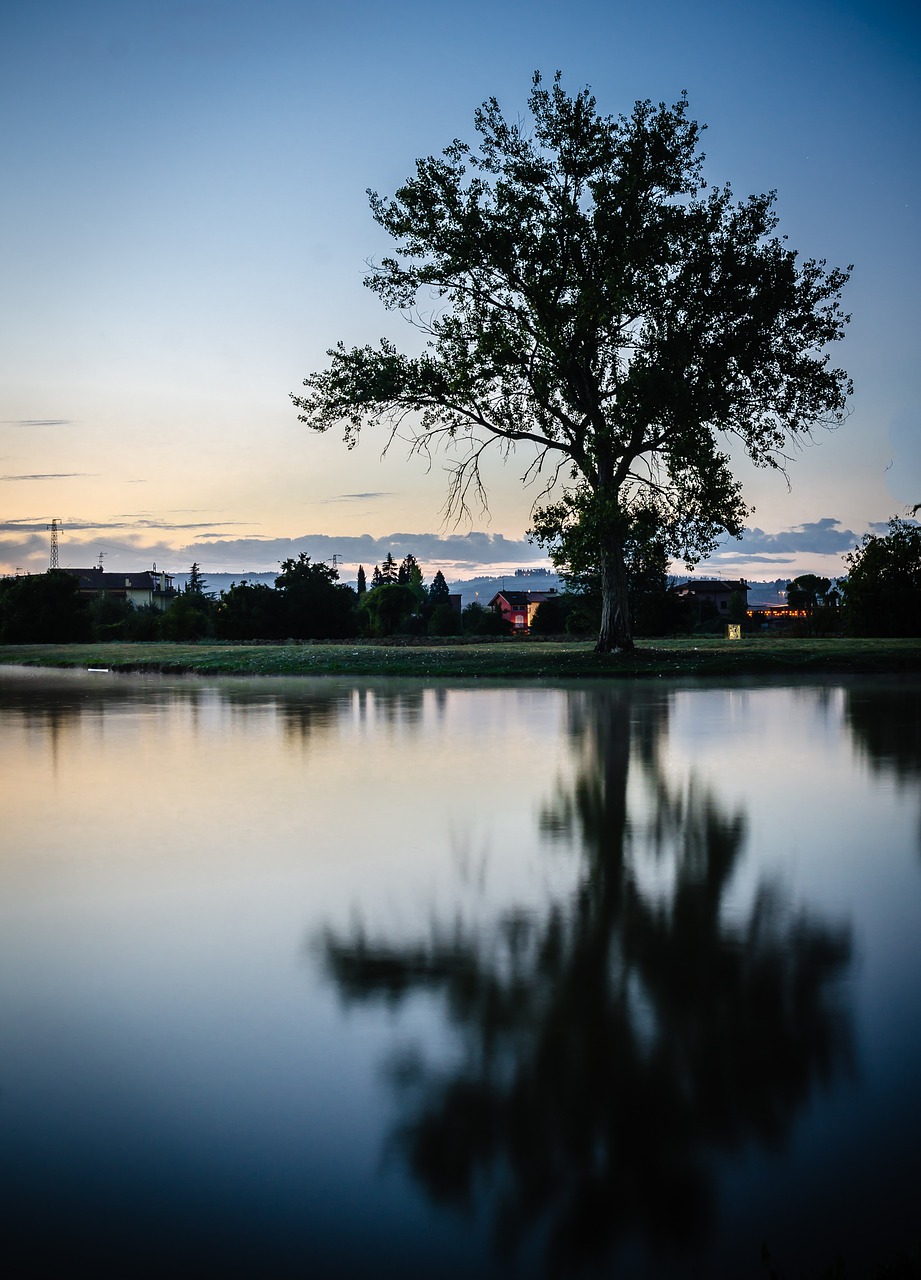 tree dawn nature free photo