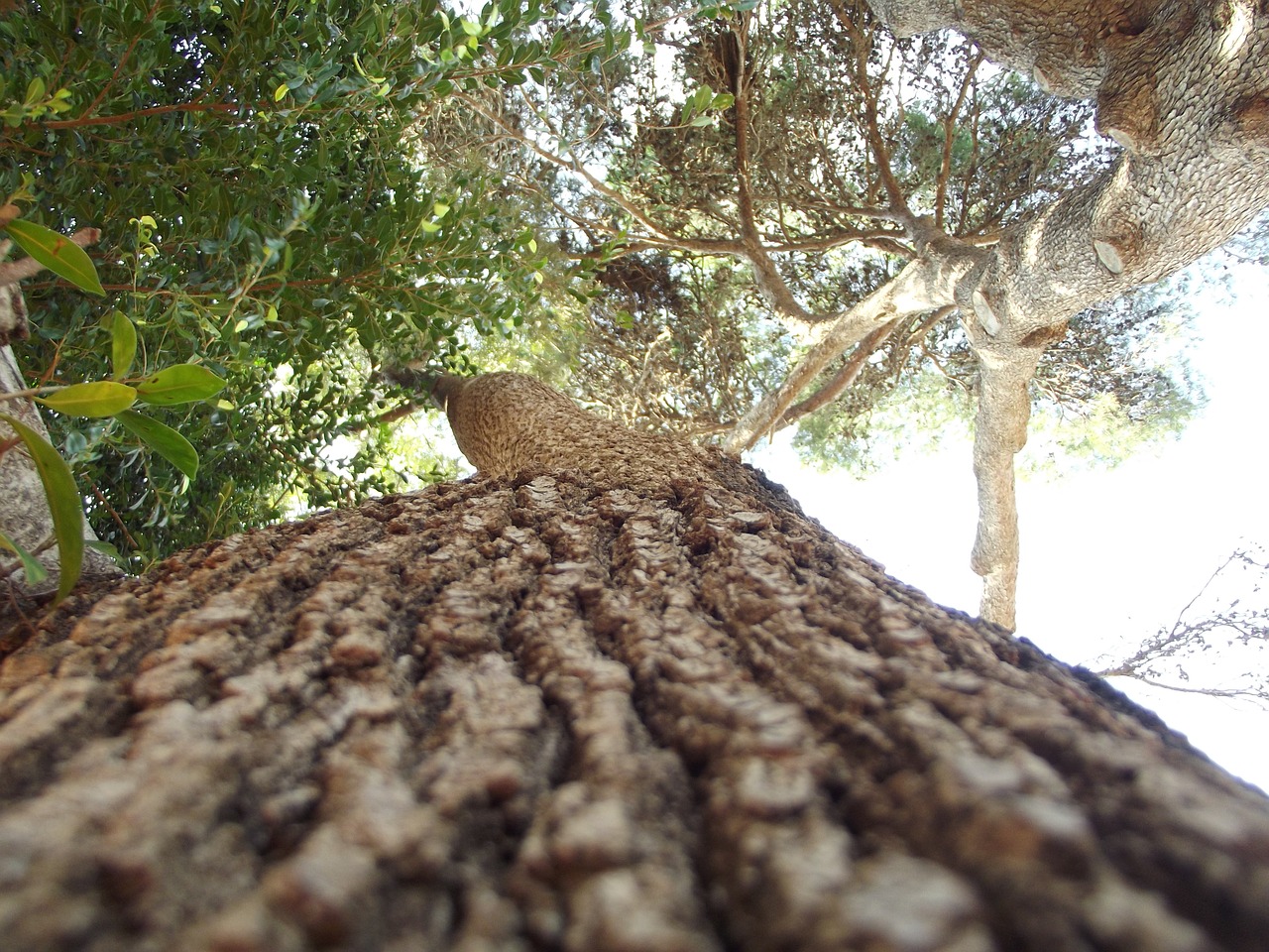 tree tree bark forest free photo