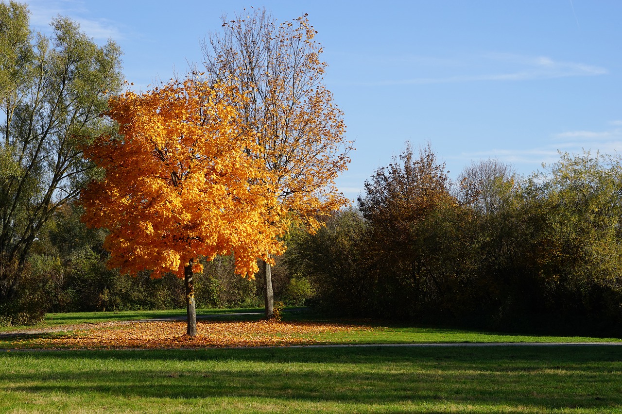 tree autumn leaves free photo