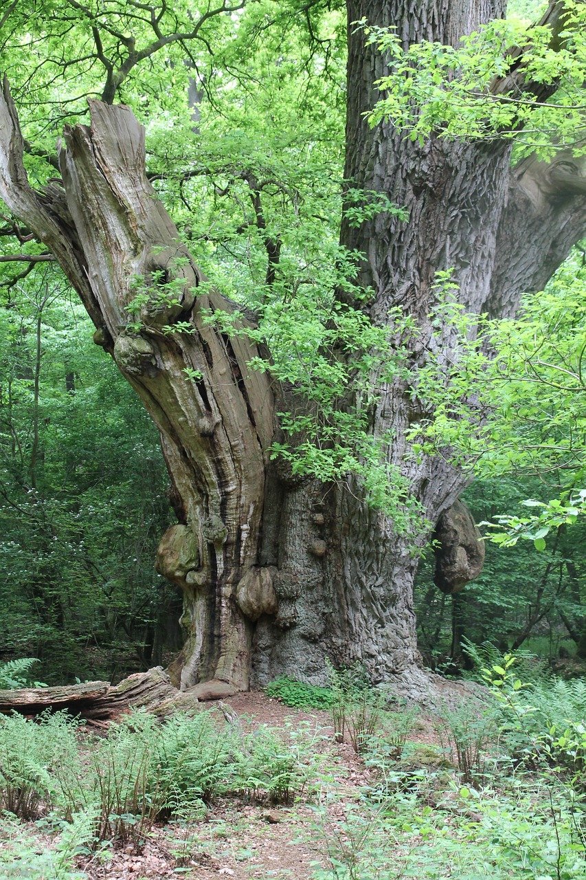 tree oak nature free photo