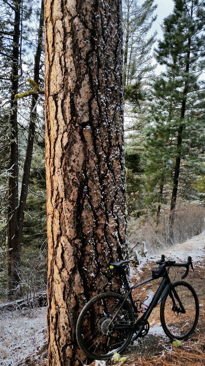 tree large nature free photo