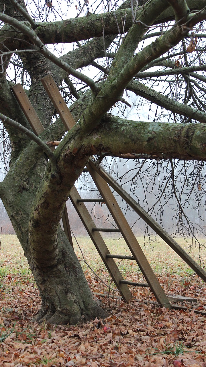 tree nature ladder free photo