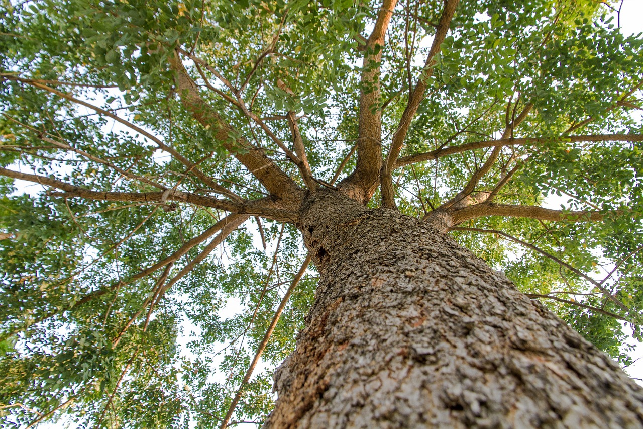 tree backlit sunlight free photo