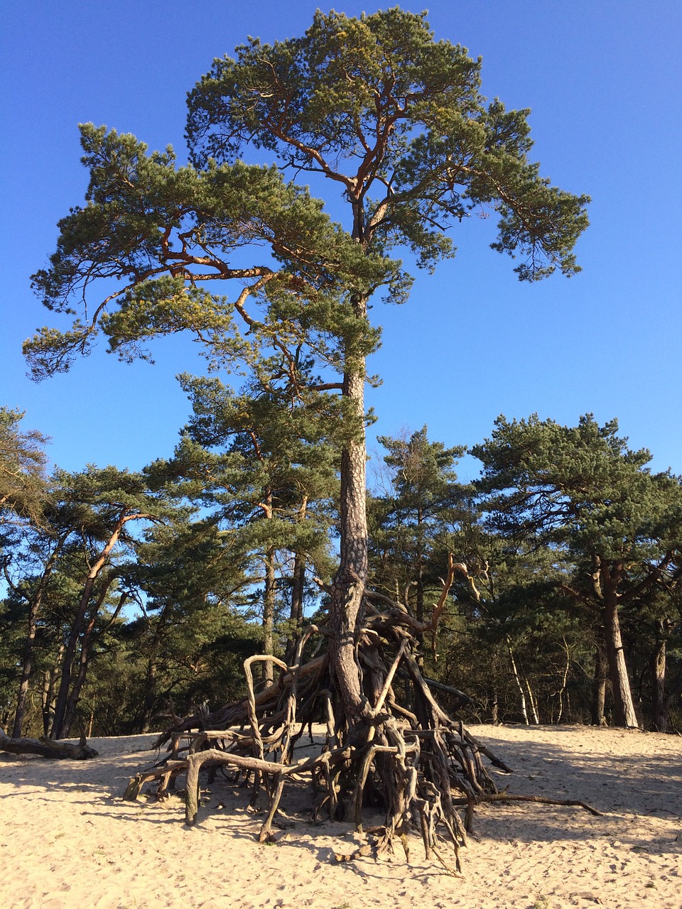 tree sand trees free photo