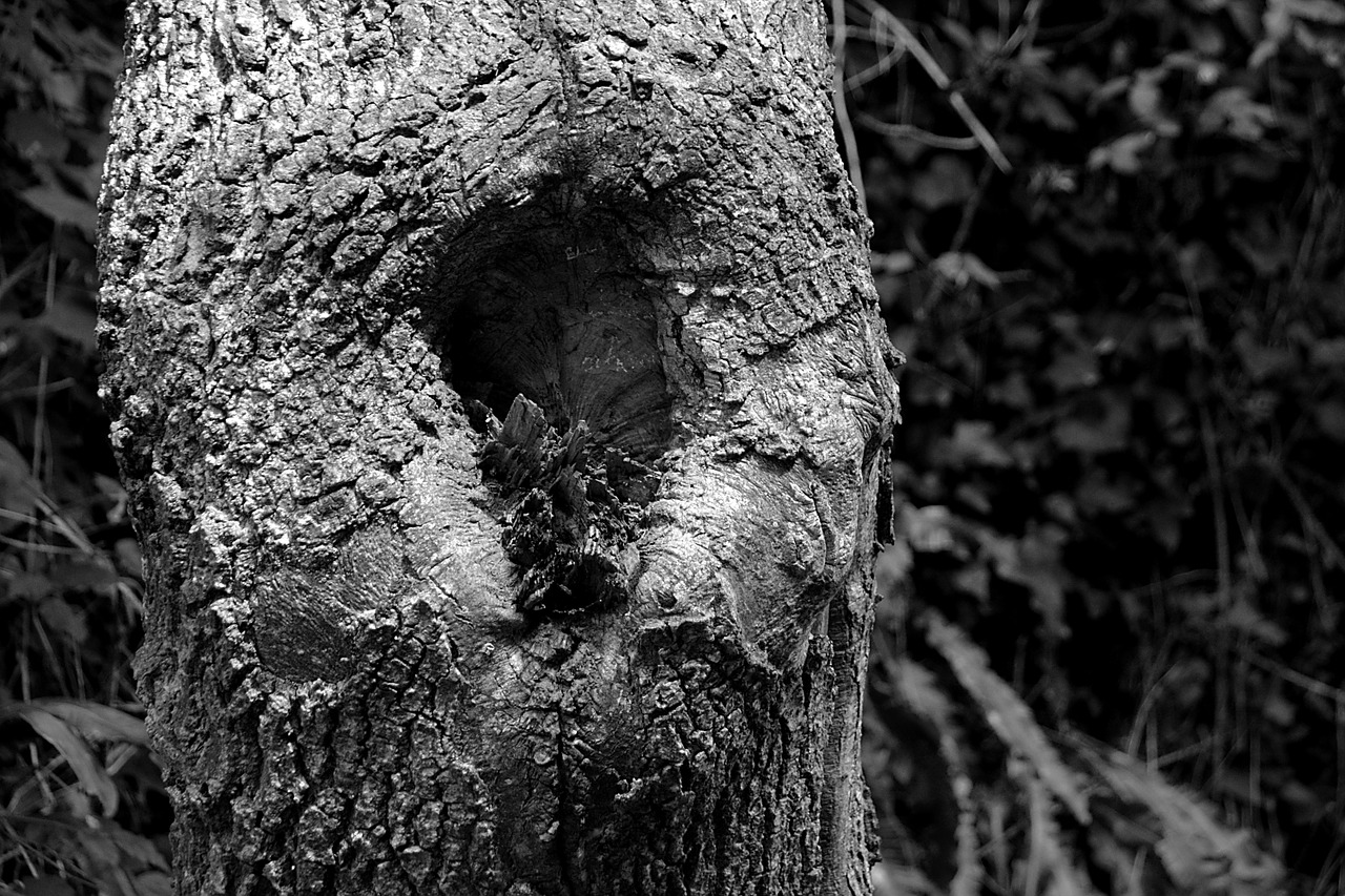 tree wood nature free photo