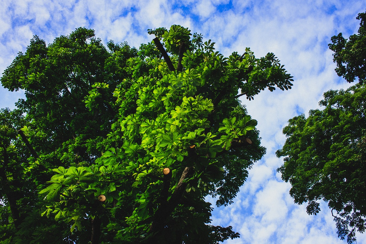 tree sky green free photo