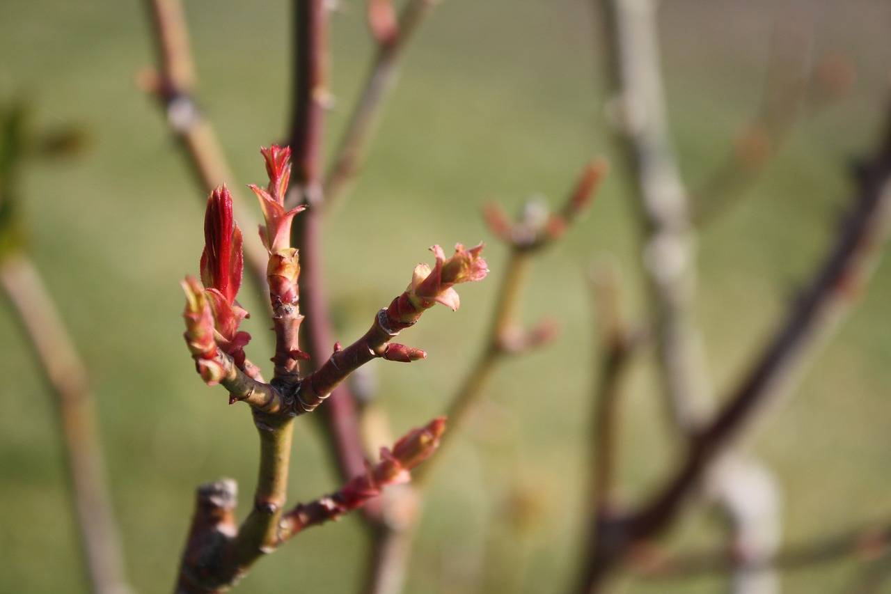 tree spring nature free photo