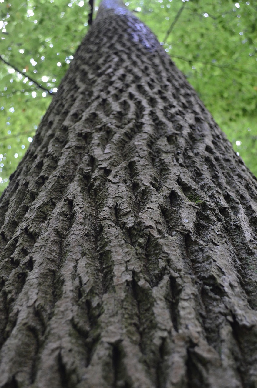 tree log sky free photo