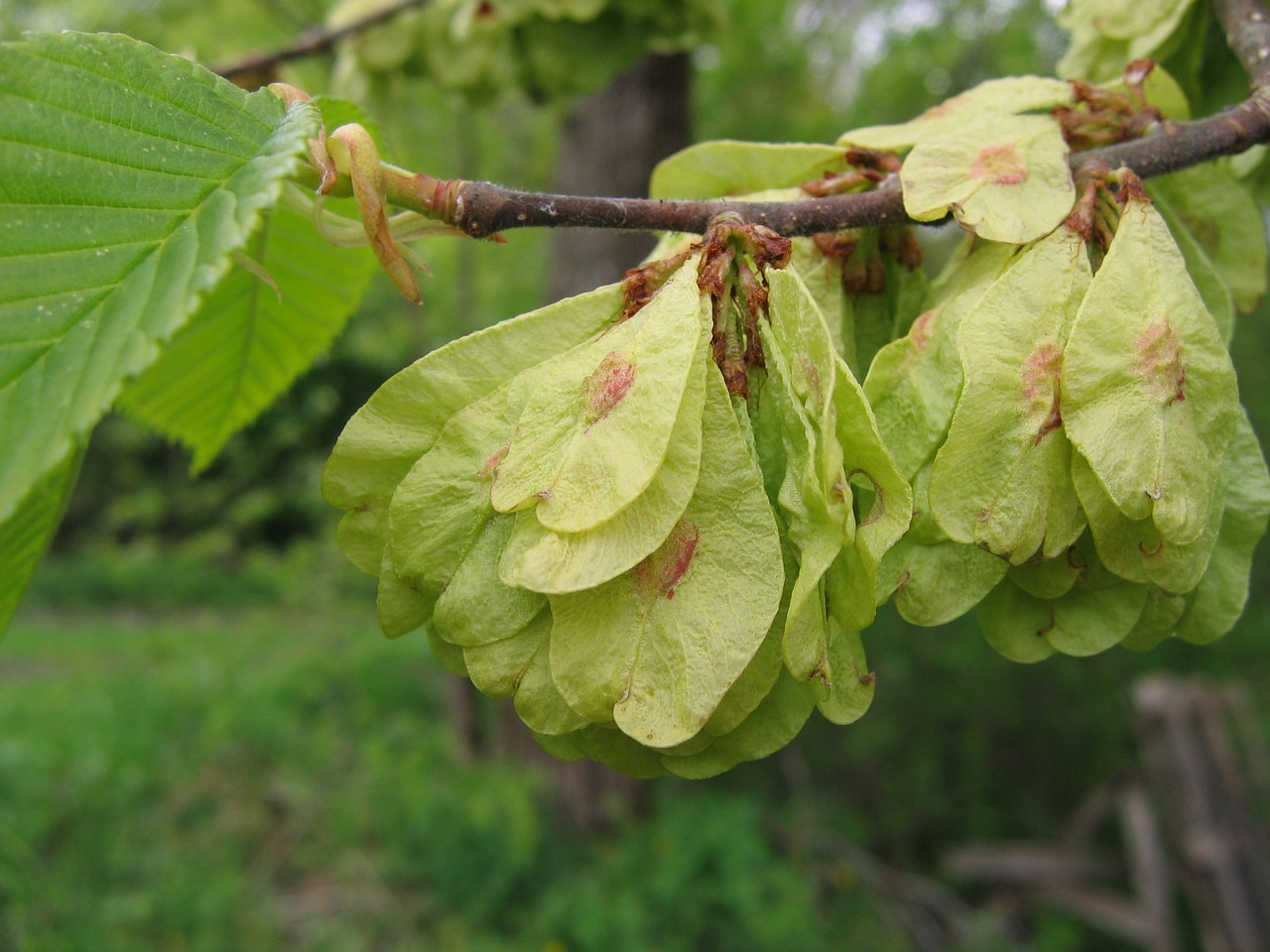 tree elm seeds free photo