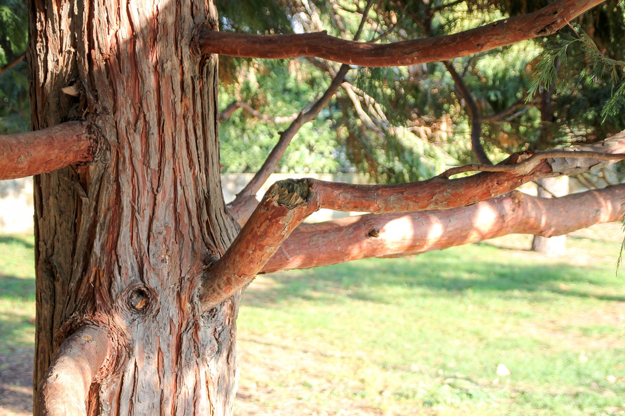 tree wood morning free photo