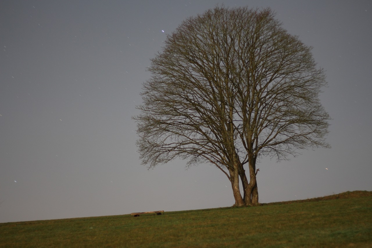 tree night meadow free photo