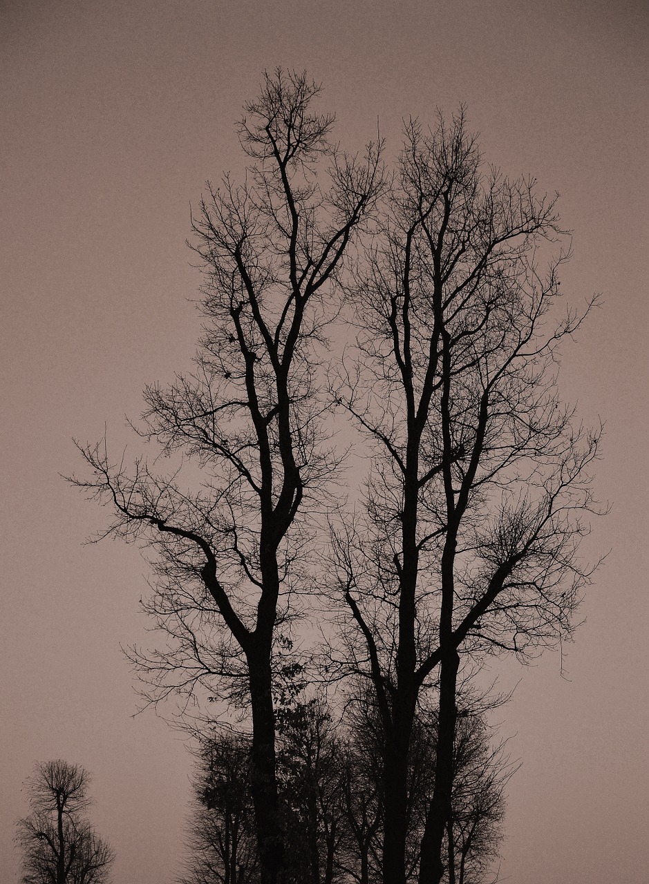 tree sky gradient free photo