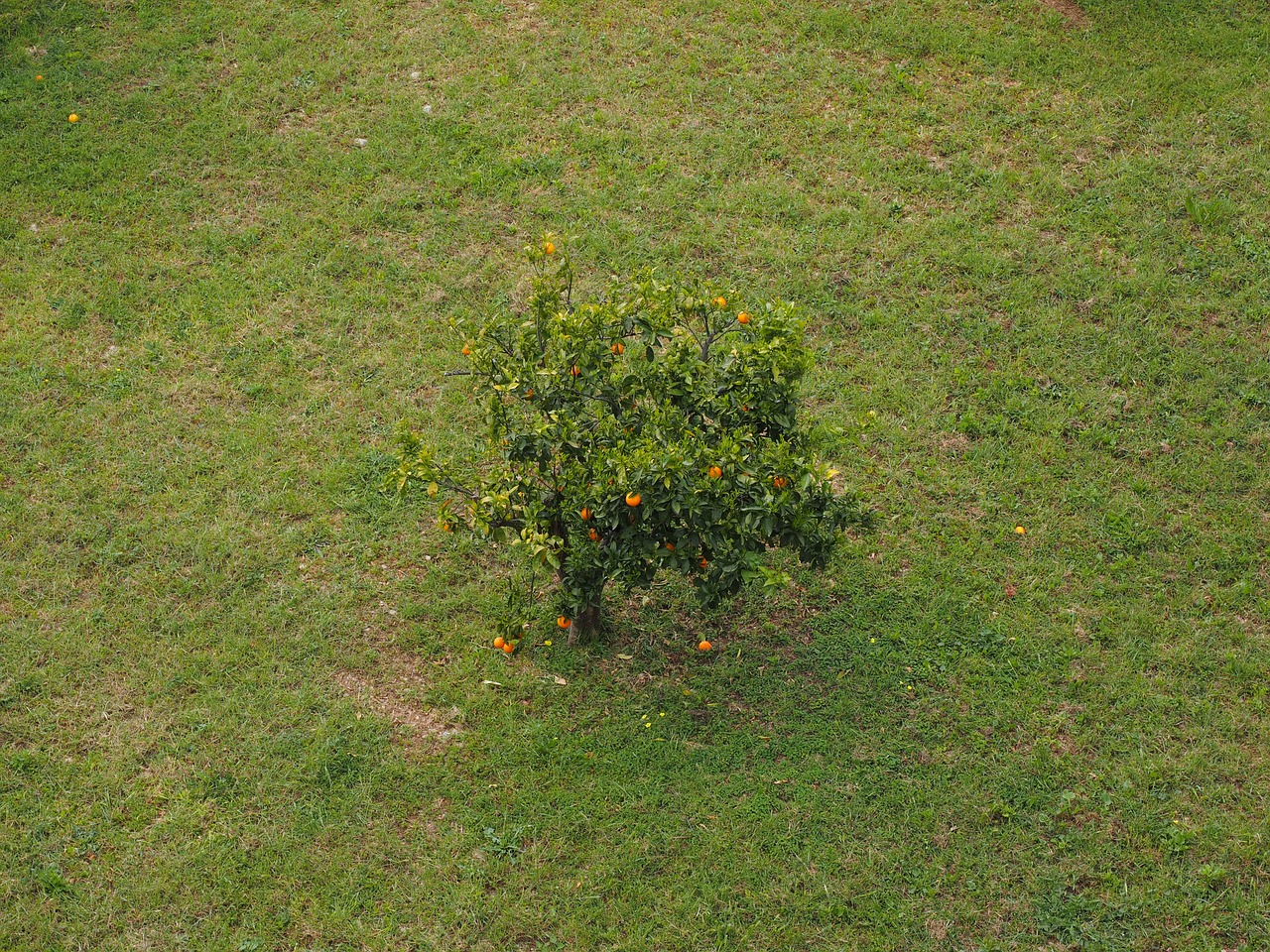 tree orange tree meadow free photo