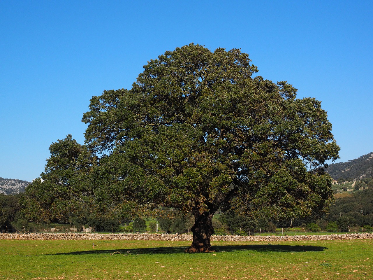 tree camphor tree cinnamomum camphora free photo